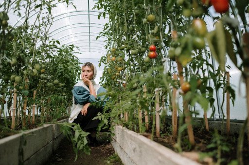 The Ultimate Guide to Growing Burpee Tomatoes Successfully